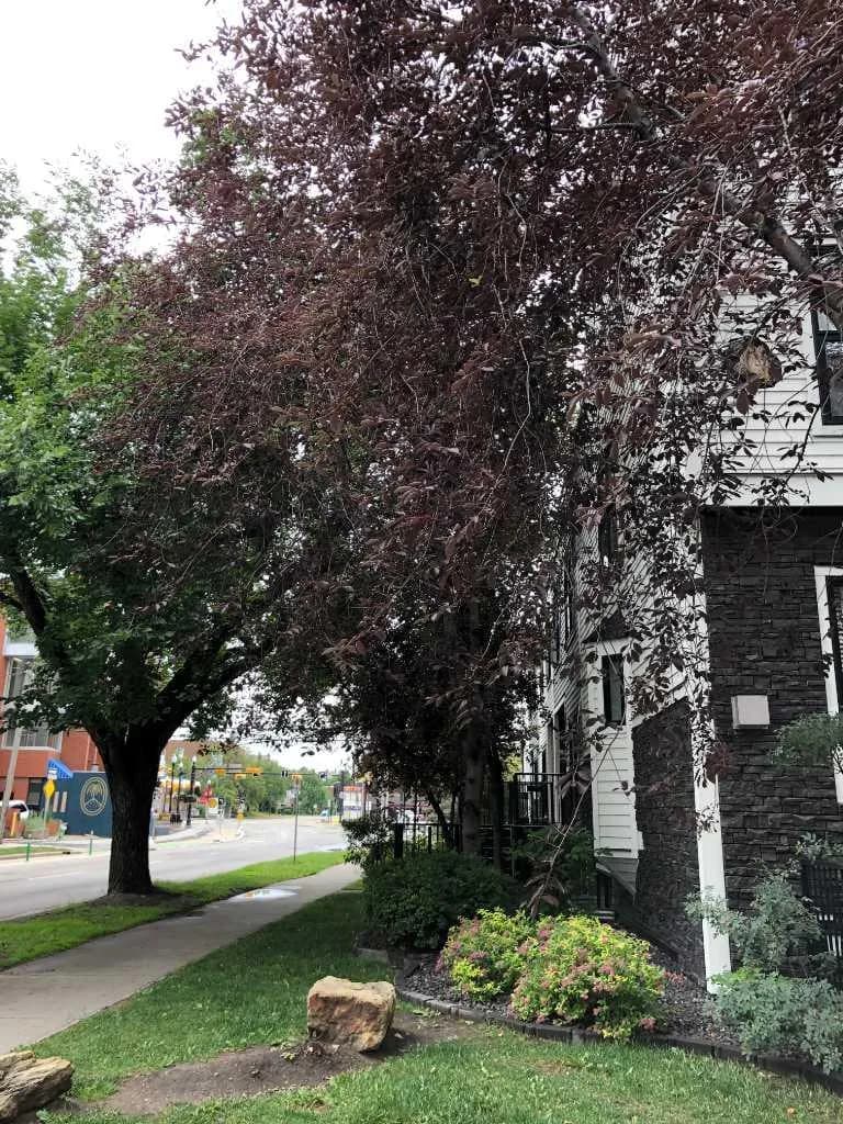 Row/Townhouse